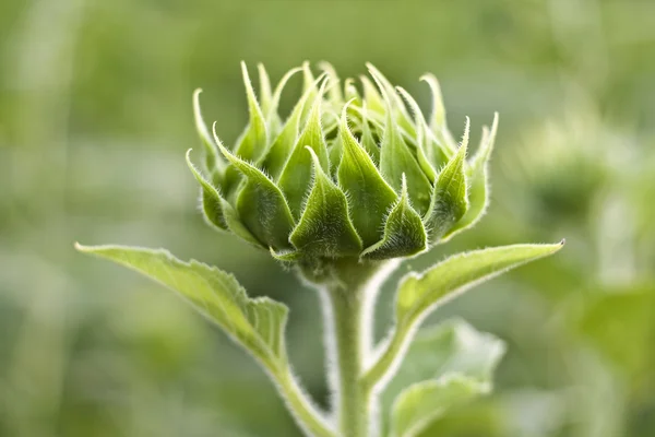 Stock image Bud of sun flower