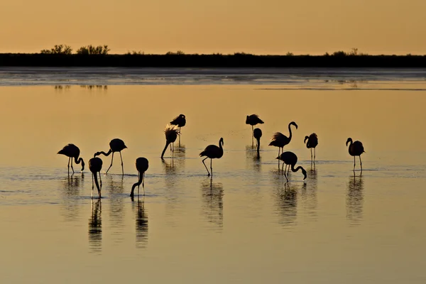 Flamingos familj — Stockfoto