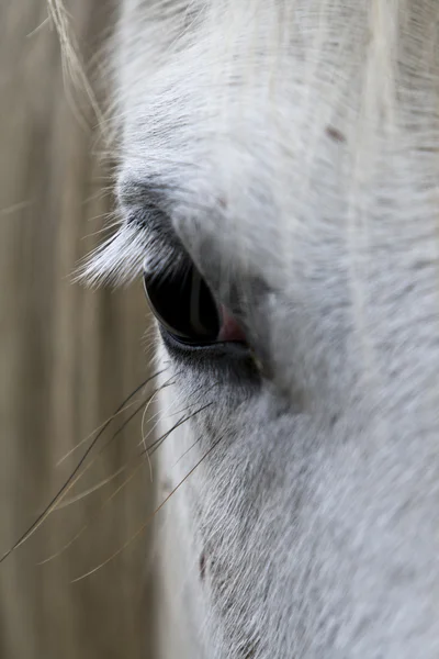 Häst öga — Stockfoto