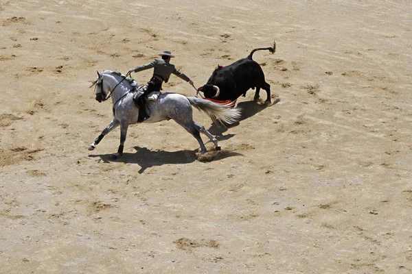 Cavaleiro e touro — Fotografia de Stock
