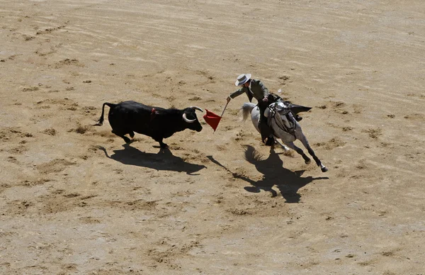 Rider bull a vlajky — Stock fotografie
