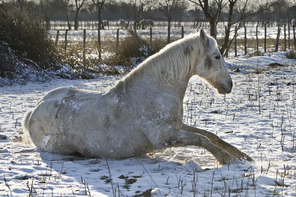 Lonely horse — Stock Photo, Image