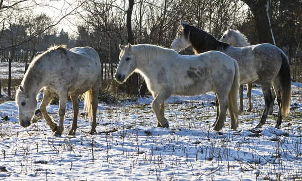 Group of white horses — Stock Photo, Image