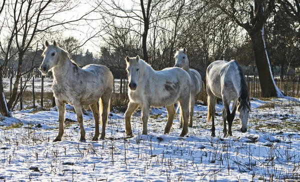 White horses in a snowy meadow — Stock Photo, Image