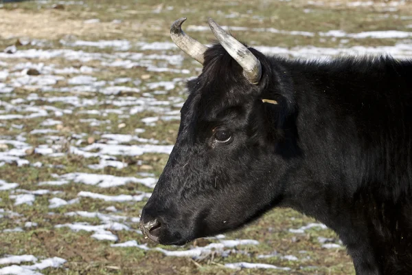 Bull head — Stock Photo, Image