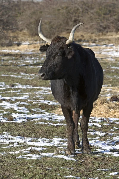 Молодий бик на лузі — стокове фото