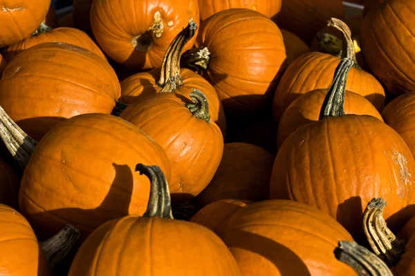 stock image Pumpkins