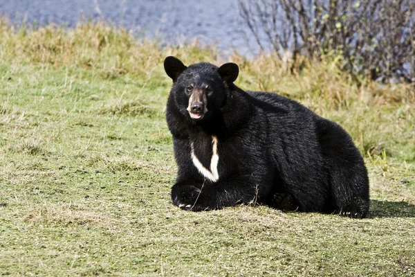 Μαύρη αρκούδα — Φωτογραφία Αρχείου