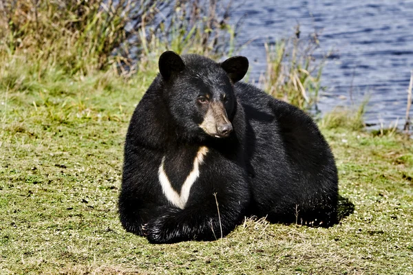 坐着的黑熊 — 图库照片