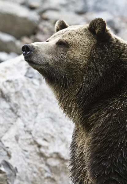 Αρκούδα εισπνοή του αέρα — Φωτογραφία Αρχείου