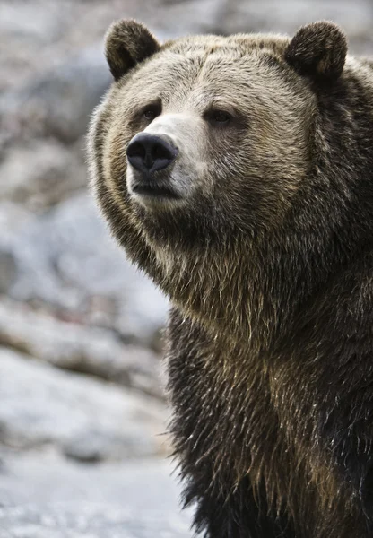 Niedźwiedź — Zdjęcie stockowe