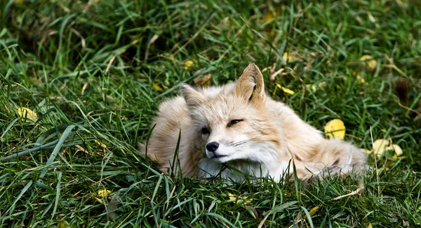 Fox on gras — Stock Photo, Image