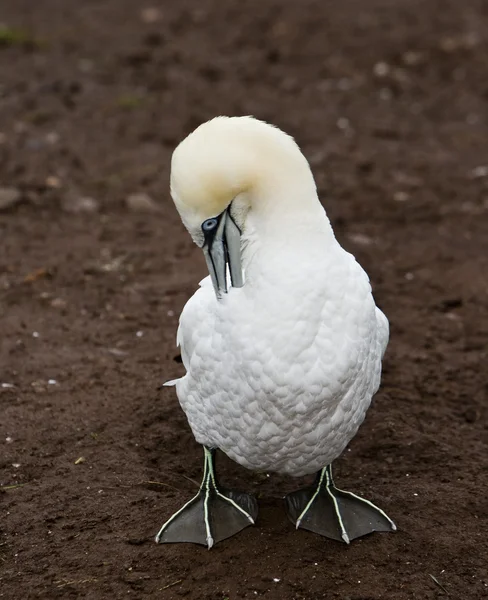 Lovely gannet — Stock Photo, Image