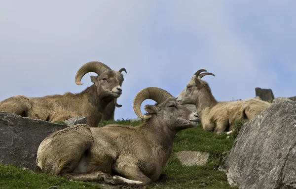 stock image Wild sheep