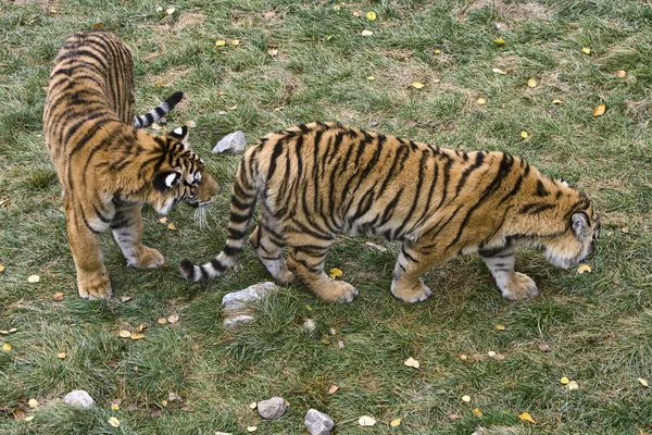 Тигровая пара — стоковое фото