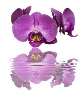 Orchidea clipart