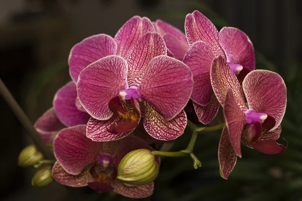 Orchidea — Stock Photo, Image