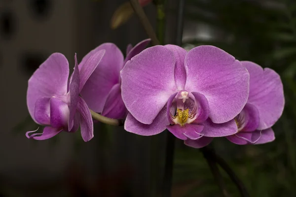 Orchidea — Stock Photo, Image