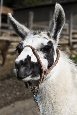 Lama.