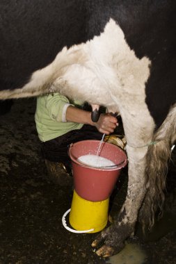 Traite des vaches