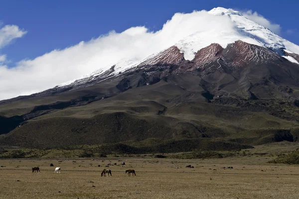 Stock image Cotopaxi