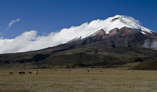 Cotopaxi — 스톡 사진