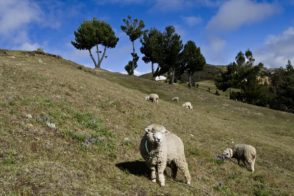 Moutons — Fotografia de Stock