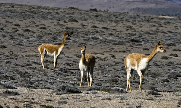 Vigognes lamas — Foto de Stock