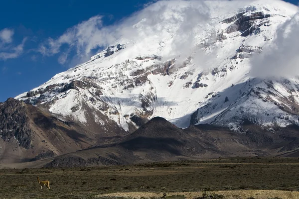 Chimborazo — Stok fotoğraf