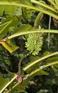 Bananes et sa fleur