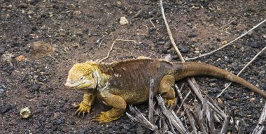 Iguana