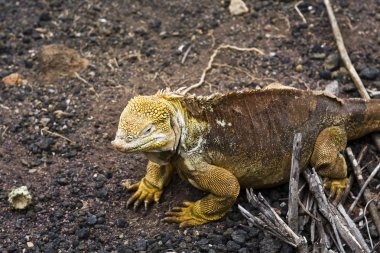 Iguana