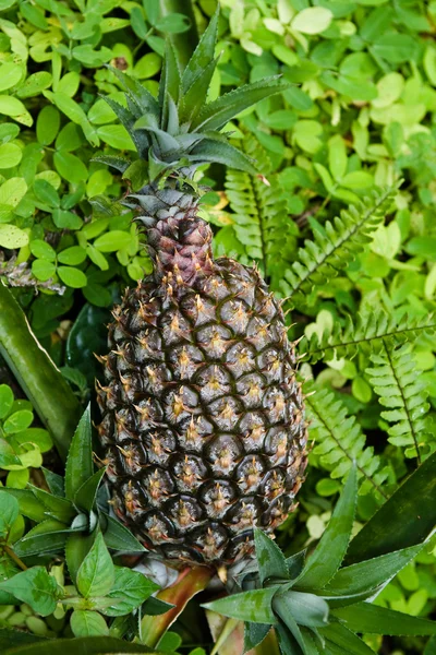 Ananas — Fotografia de Stock