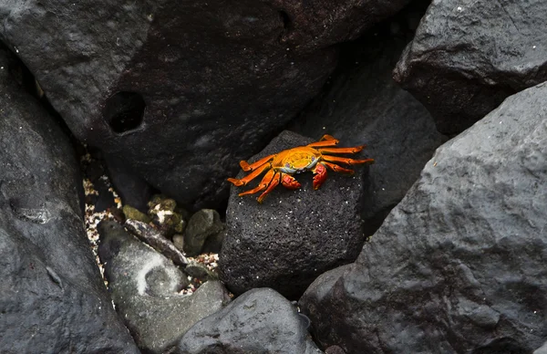 Stock image Crabe