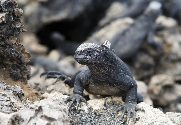 stock image Iguana