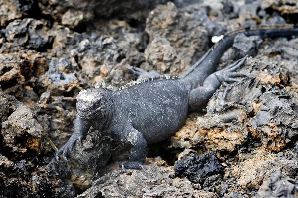 stock image Iguana