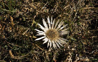 Fleur de montagne