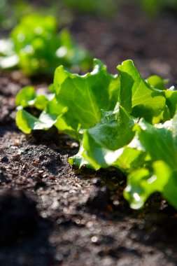 Bed with a green salad clipart