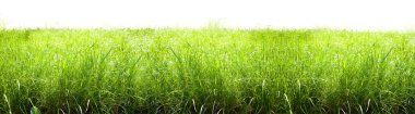 Grass isolated clipart