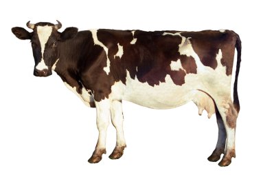 Картина, постер, плакат, фотообои "молочная корова изолирована
", артикул 3204550