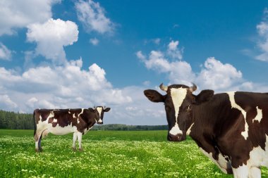 Dairy cows clipart