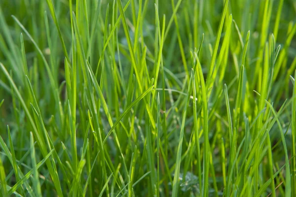 잔디의 신선한 콩나물 — 스톡 사진