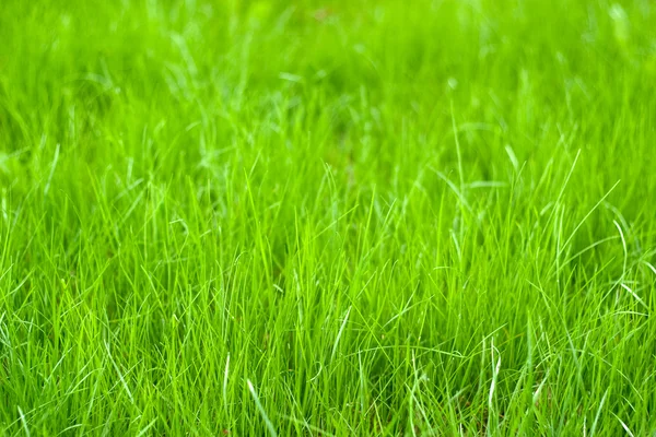 Świeże kiełki trawy — Zdjęcie stockowe