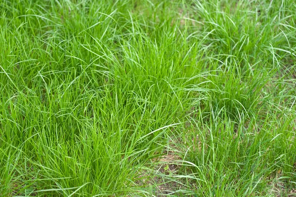 Färska groddar av gräs — Stockfoto