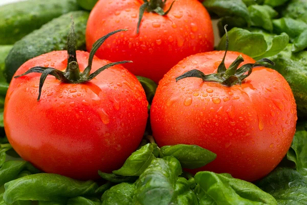 Tomat och basilika — Stockfoto