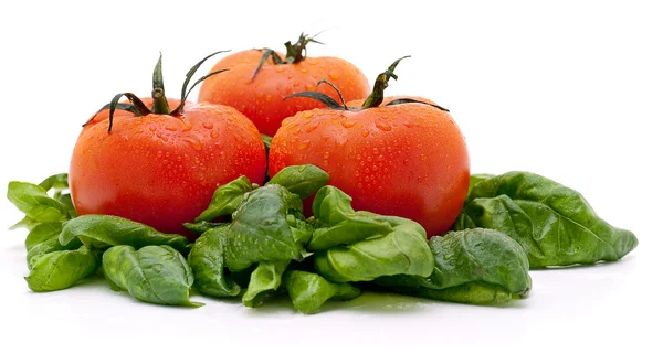 Canlı ıslak olgun domates — Stok fotoğraf