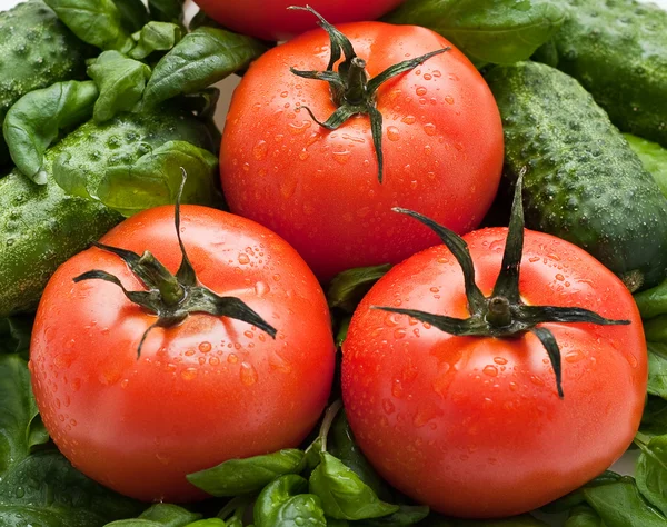 Vivid wet ripe tomatoes — Stock Photo, Image