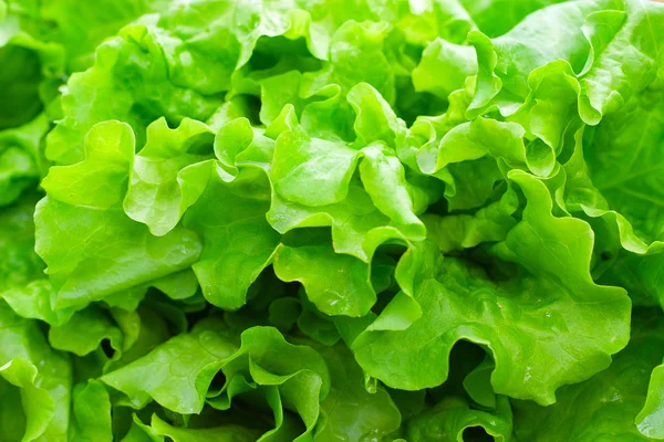 Färska gröna blad sallad — Stockfoto