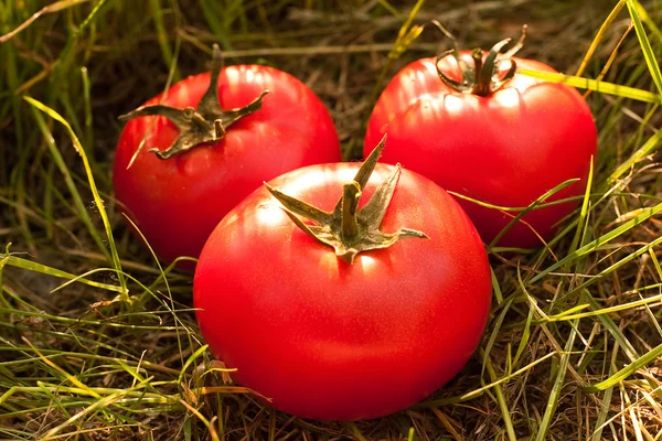 Pomidory na trawie — Zdjęcie stockowe