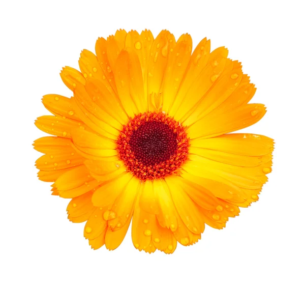Flor amarilla brillante —  Fotos de Stock
